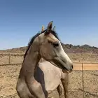 للبيع حصان شعبي