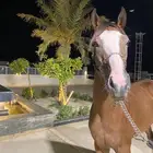 خيل للبيع