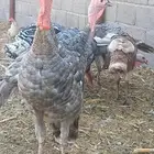 ذكور دجاج رومي