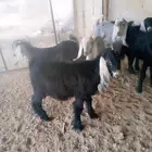 تيوس عوارض للبيع عمر 6اشهر صحه جيده