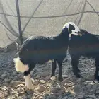 طلي نجدي شرط صحه وسمن ومقفل ماشاء الله