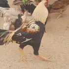 ديك سندي