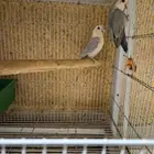 جوز من طيور الروز