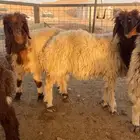 بيع بهم