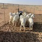 بهم حري انتاج المراح