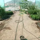 شتلات اكاسيا جلوكا