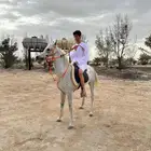 حصان مصري