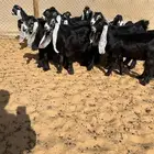 عرض بيع جفرات عوارض صنف