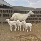 شاه حريه طيبه وكفو من ضان شهران تحتها 3