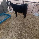 عنز عارضيه
