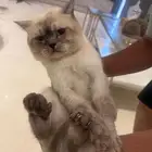 سكوتش ستريت مطعم جميع تطعيماته للتبني