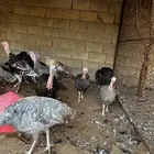 دجاج رومي