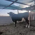 عجل