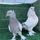 حمام تركي قلابي