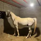 حصان شعبي للبيع