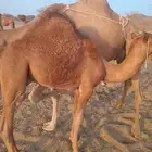 قعود للبيع