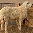 فحل حري صنف