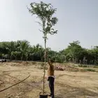 اشجار لوز هندي سمكات من بوصة الى2