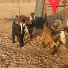 عنز معها اثنين