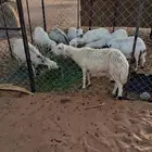 8 ضان
