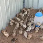 سمان فري