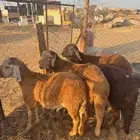 سواكني مرابي سبع شهور مقفله شحم ولحم