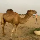 بعير رباع
