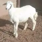 خروف كفو فل شحم والله انه من حلالي آكله برسيم وحب شعير