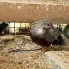 سمان صيني
