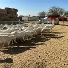 حريات للبيع مراح واحد