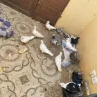 طيور