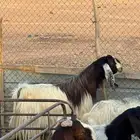 معزه