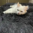 قط صغير شيرازي للتبني
