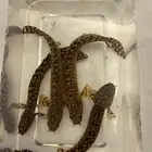 سمك البشير النادر