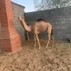 بكره حقه حمراء شماليه للبيع