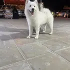 سامويت بيور جميله ماشاءالله