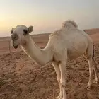 بكره رمانيه مفروده امه باتليه