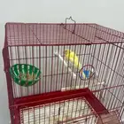 عصفور كناري