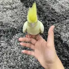 كروان لاتينو اليف هدد