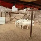 رخال للبيع العدد 12 العمر من 4 شهور الى 6 شهور