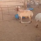خروف نعيم تام مشروط طبع وقريع