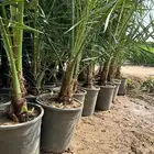 يوجد لدينا نخل مثمر مشكلات