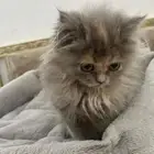 قطه شيرازي للبيع
