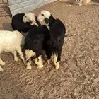 بهم نجد تربيه