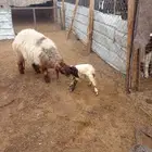 غنم نعيم مسروقه