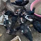 بط للبيع مصري