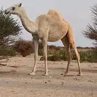 بكره