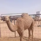 حشو اعمارها 7 شهور