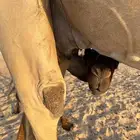 بكره تحت امها سمين وطيبة