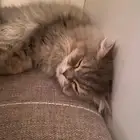 قطة ذكر تبني معقم